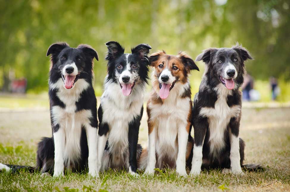 Border Collie csoport